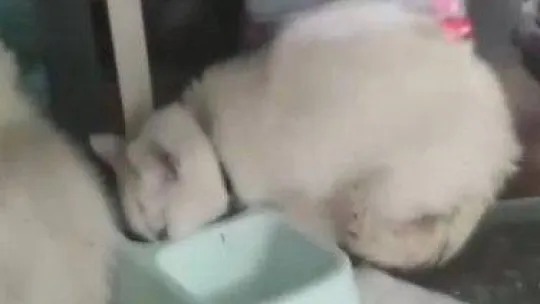 Pendik'te petshopta pes dedirten görüntü: Hayvanları pis alanlarda tutuyorlar