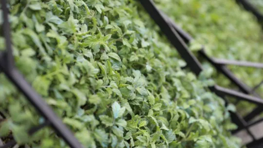 Yılmaz: '2. dönemimizde yeni bir üretim hikâyesi yazmaya niyetliyiz'