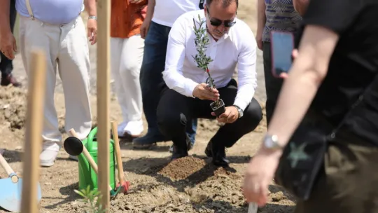 Silivri'de 5.100 adet yağlık zeytin fidanı toprakla buluştu