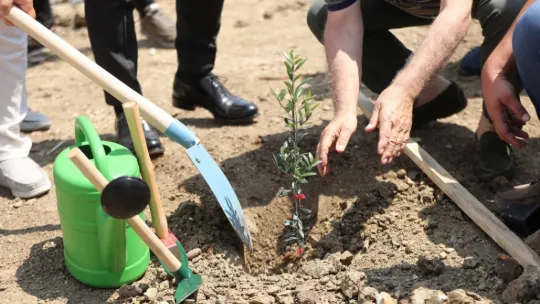 Silivri'de 5.100 adet yağlık zeytin fidanı toprakla buluştu