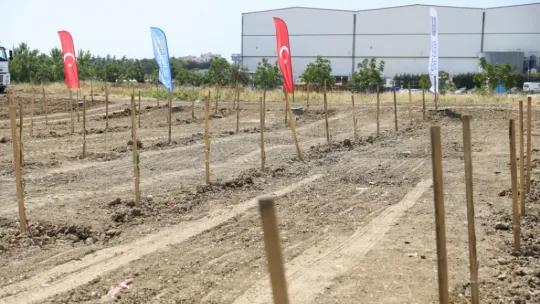 Silivri'de 5.100 adet yağlık zeytin fidanı toprakla buluştu