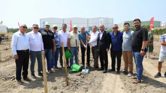 Silivri'de 5.100 adet yağlık zeytin fidanı toprakla buluştu