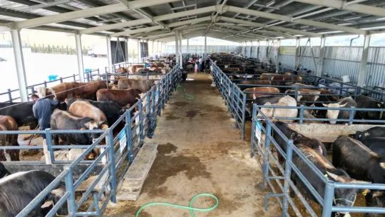 Canlı hayvan pazarı alıcı ile satıcıyı modern bir ortamda buluşturuyor