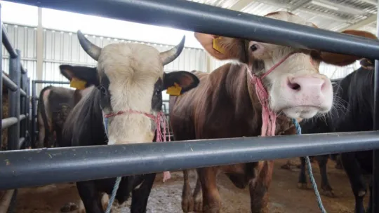 Canlı hayvan pazarı alıcı ile satıcıyı modern bir ortamda buluşturuyor