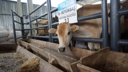 Canlı hayvan pazarı alıcı ile satıcıyı modern bir ortamda buluşturuyor