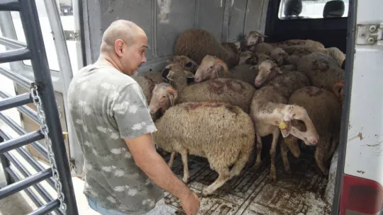 Canlı hayvan pazarı alıcı ile satıcıyı modern bir ortamda buluşturuyor