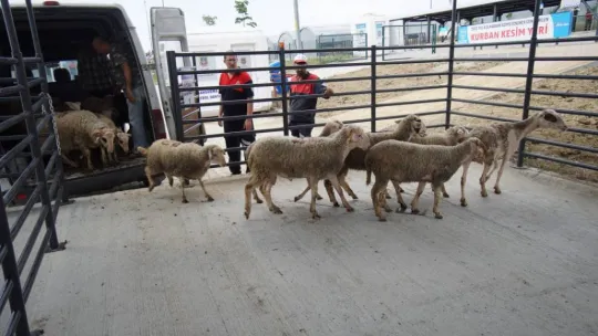 Canlı hayvan pazarı alıcı ile satıcıyı modern bir ortamda buluşturuyor