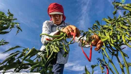 Silivri ulusal fotoğraf yarışması sonuçlandı