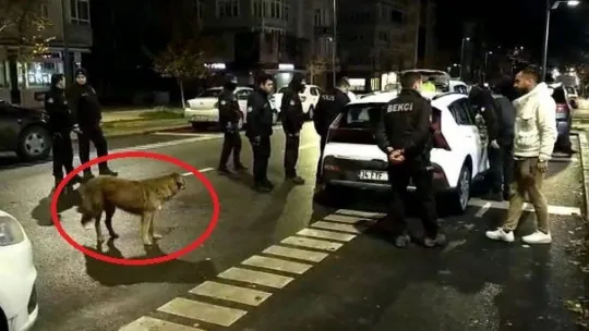 Polis uyuşturucu aradı, sokak köpekleri seyretti