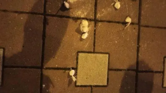 Polisten kaçan şüpheliler 4 otomobile çarparak durabildi