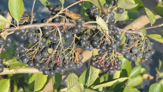 Prof. Dr. Arıca: 'Aronya hem prostat büyümesine hem cinsel gücü artırmak için kullanılabilir'