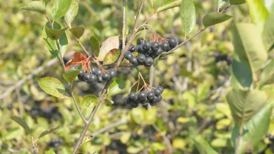 Prof. Dr. Arıca: 'Aronya hem prostat büyümesine hem cinsel gücü artırmak için kullanılabilir'