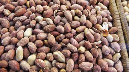 Prof. Dr. Arıca kuruyemiş ve baklagillerdeki aflatoksin tehlikesine dikkat çekti