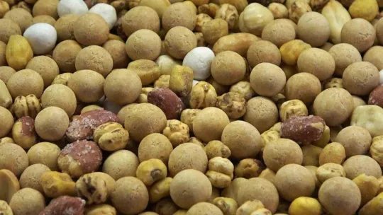 Prof. Dr. Arıca kuruyemiş ve baklagillerdeki aflatoksin tehlikesine dikkat çekti