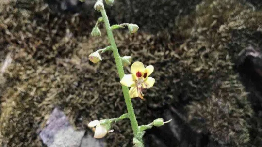 Prof. Dr. Ersin Karabacak: 'Benlisığırkuyruğu türünün nesli yüksek tehdit altındadır'