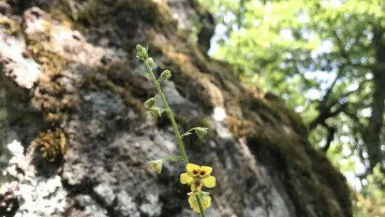 Prof. Dr. Ersin Karabacak: 'Benlisığırkuyruğu türünün nesli yüksek tehdit altındadır'