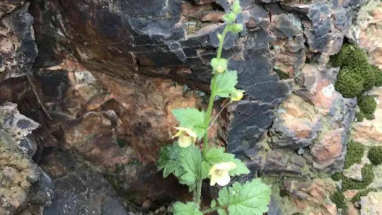 Prof. Dr. Ersin Karabacak: 'Benlisığırkuyruğu türünün nesli yüksek tehdit altındadır'