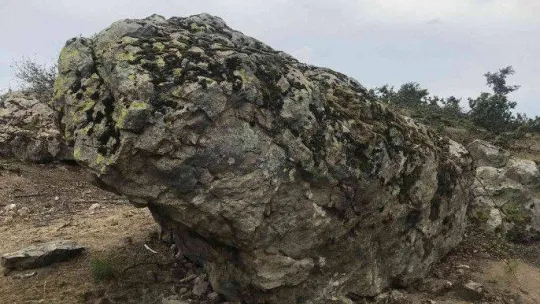 Prof. Dr. Ersin Karabacak: 'Benlisığırkuyruğu türünün nesli yüksek tehdit altındadır'