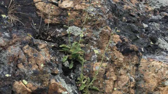 Prof. Dr. Ersin Karabacak: 'Benlisığırkuyruğu türünün nesli yüksek tehdit altındadır'