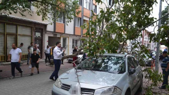 Rüzgara dayanamayan ağaç otomobilin üzerine devrildi