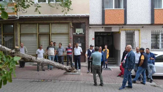 Rüzgara dayanamayan ağaç otomobilin üzerine devrildi