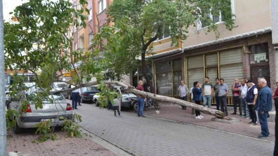 Rüzgara dayanamayan ağaç otomobilin üzerine devrildi