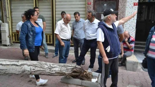 Rüzgara dayanamayan ağaç otomobilin üzerine devrildi