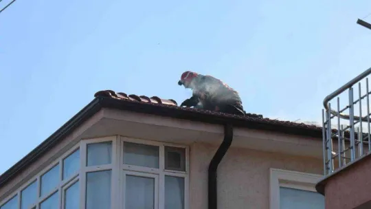 Sakarya'da 3 katlı binanın çatı katı yandı, ekiplerin müdahalesi havadan görüntülendi