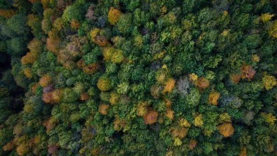 Sakarya'da sonbahar güzelliği