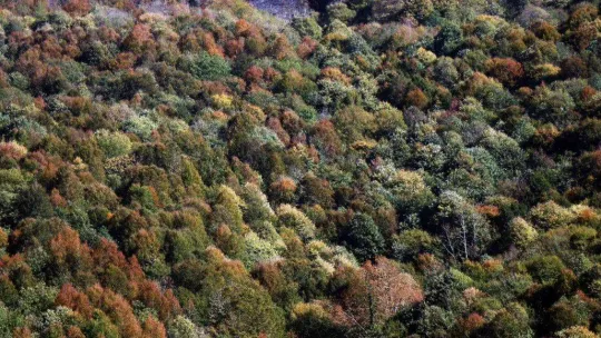 Sakarya'da sonbahar güzelliği