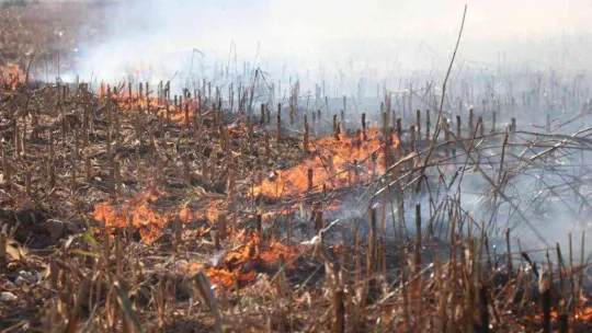 Sakarya'nın korkulu rüyası anız yangınları ekipleri harekete geçirdi