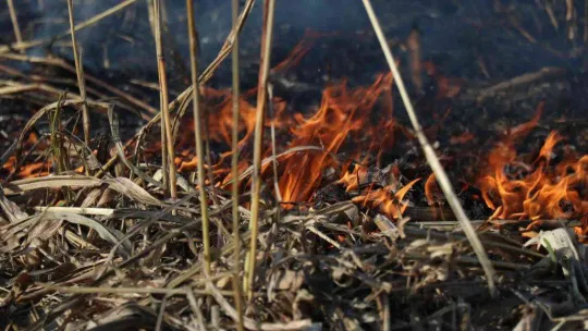 Sakarya'nın korkulu rüyası anız yangınları ekipleri harekete geçirdi