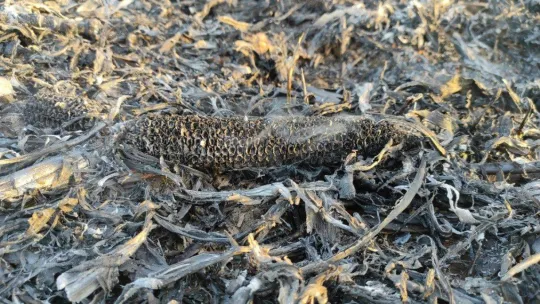 Sakarya'nın korkulu rüyası anız yangınları ekipleri harekete geçirdi