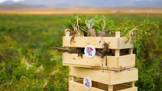 Şalgam suyunun yolculuğu, Konya'daki mor havuç hasadı ile başladı