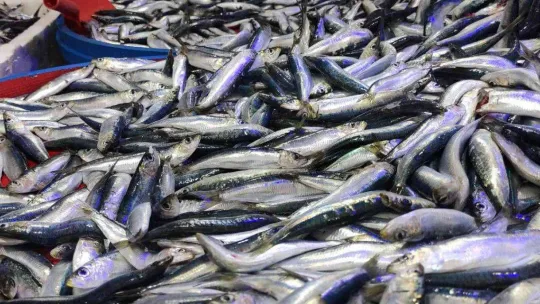 Sardalya 20 liraya düştü, vatandaşlar poşetleri doldurdu