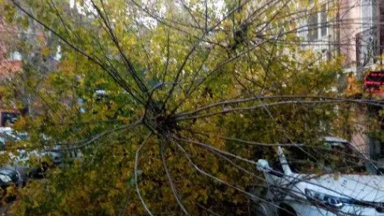 Sarıyer'de kamyonun çarptığı ağaç yola devrildi