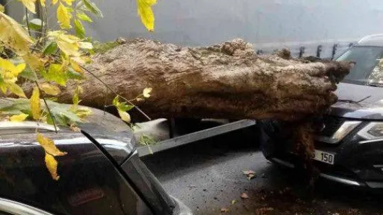 Sarıyer'de kamyonun çarptığı ağaç yola devrildi