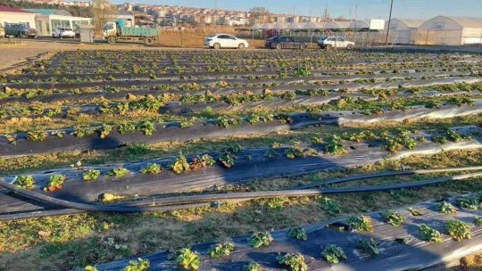 Şehrin dibinde 120 dönümlük cazibe alanı