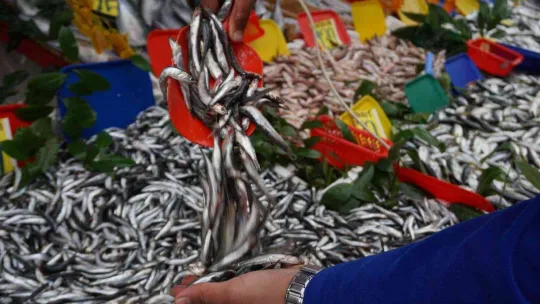 Sezona 80 liradan başlayan hamsinin fiyatı 30 liraya düştü