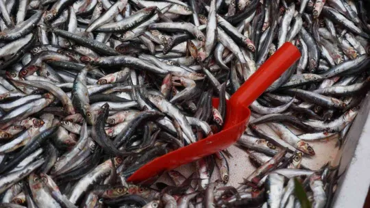 Sezona 80 liradan başlayan hamsinin fiyatı 30 liraya düştü