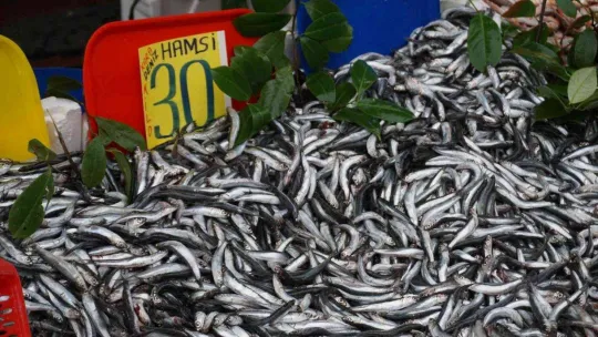 Sezona 80 liradan başlayan hamsinin fiyatı 30 liraya düştü