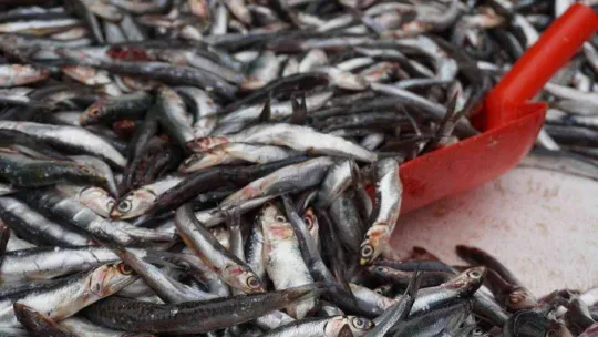 Sezona 80 liradan başlayan hamsinin fiyatı 30 liraya düştü