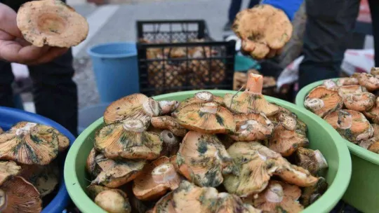 Sezonun ilk melki mantarları Sındırgı'dan