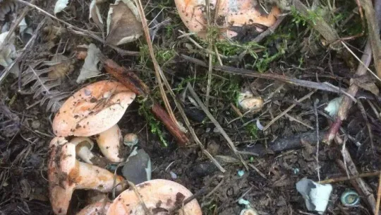 Sezonun ilk melki mantarları Sındırgı'dan