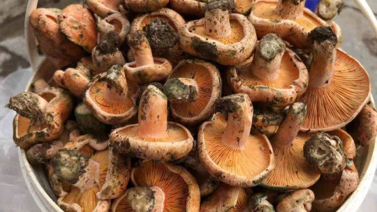 Sezonun ilk melki mantarları Sındırgı'dan