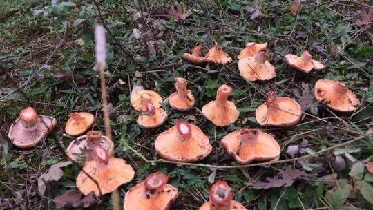 Sezonun ilk melki mantarları Sındırgı'dan