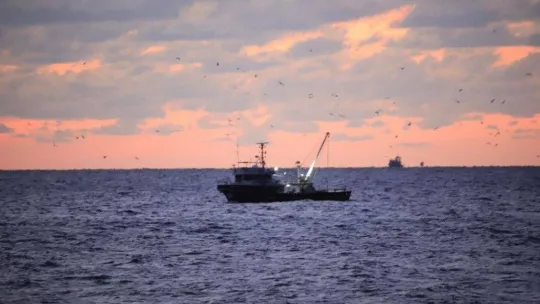 Şile Palamut Festivali başlıyor