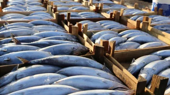 Şile Palamut Festivali başlıyor