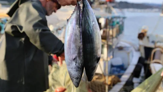 Şile Palamut Festivali başlıyor