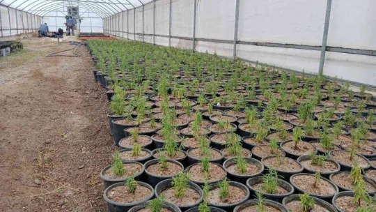 Sincan'da bitkiler budanıyor, seralarda çelik alma ile üretim yapılıyor